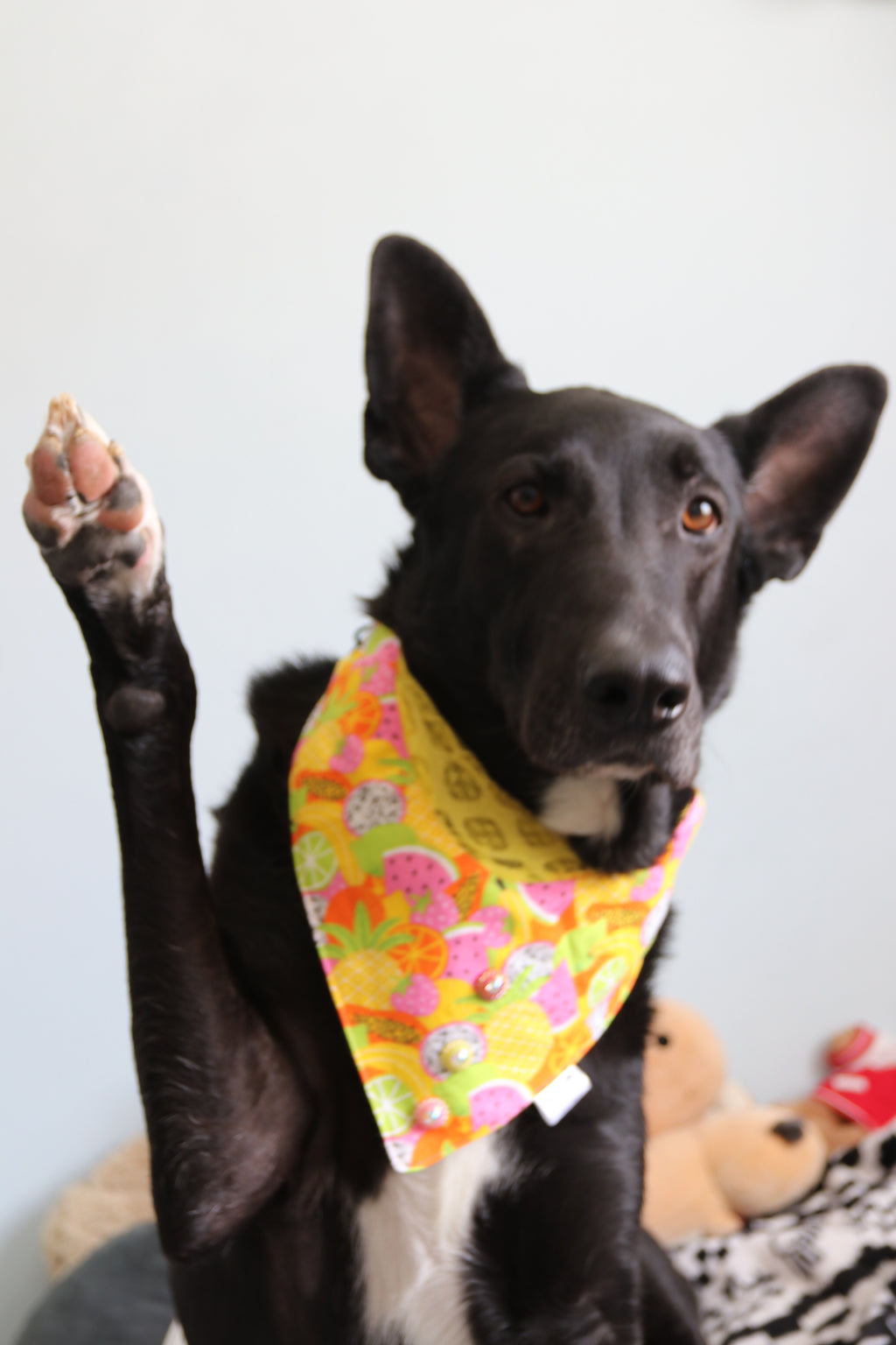Fruit Frenzy Dog Bandana