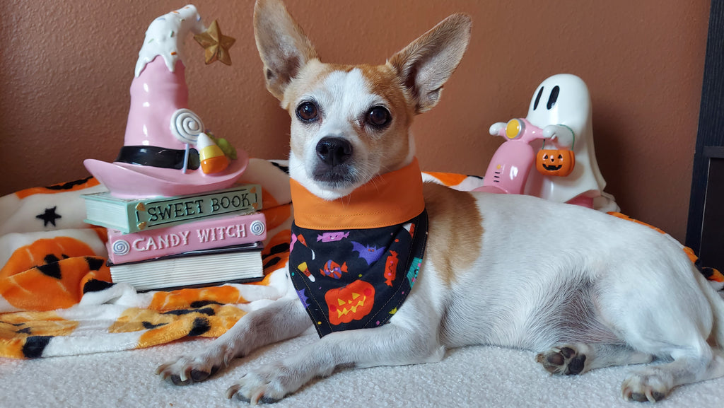 Spooky treat Dog Bandana