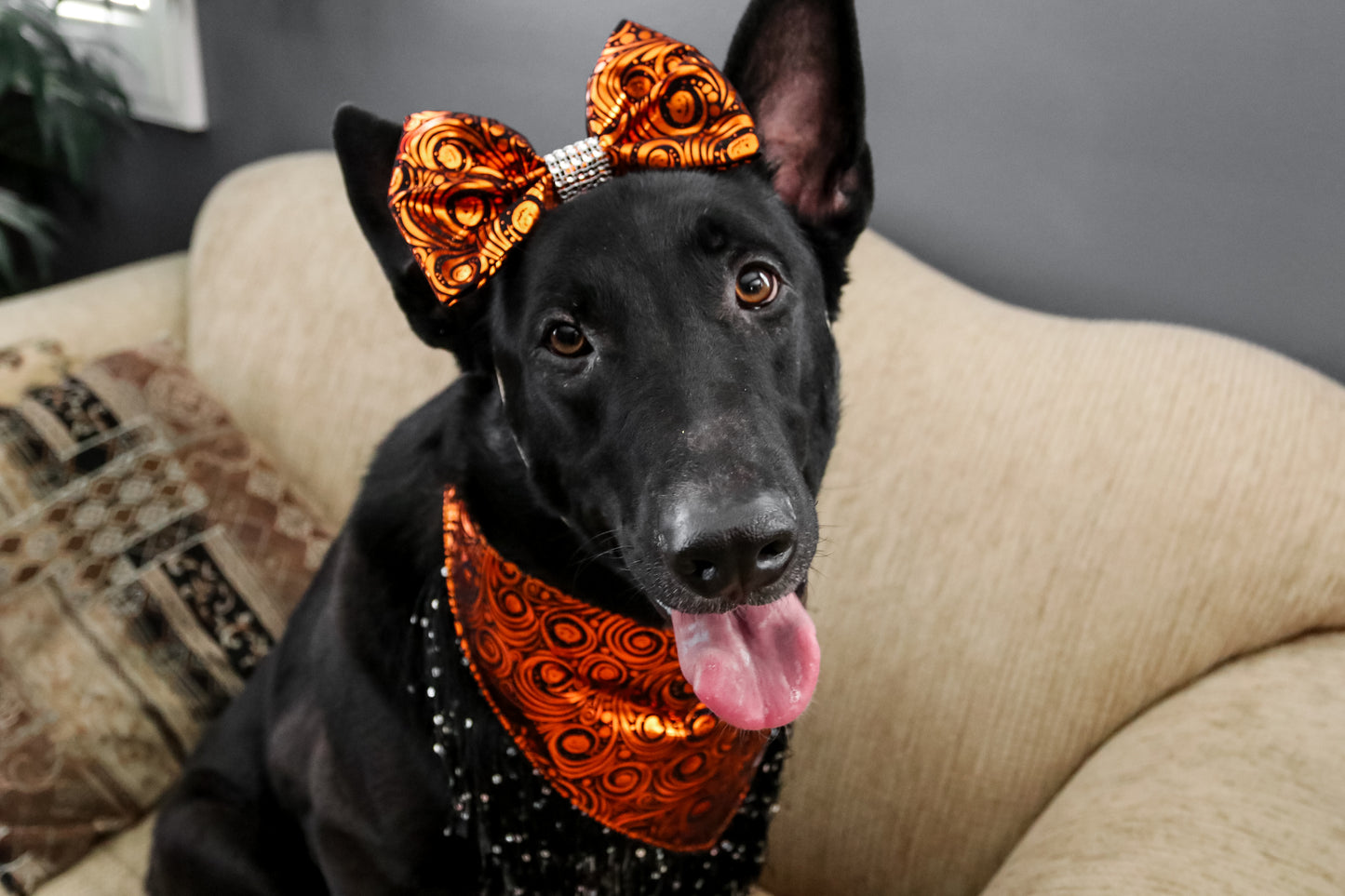 Pumpkin elegance Bow