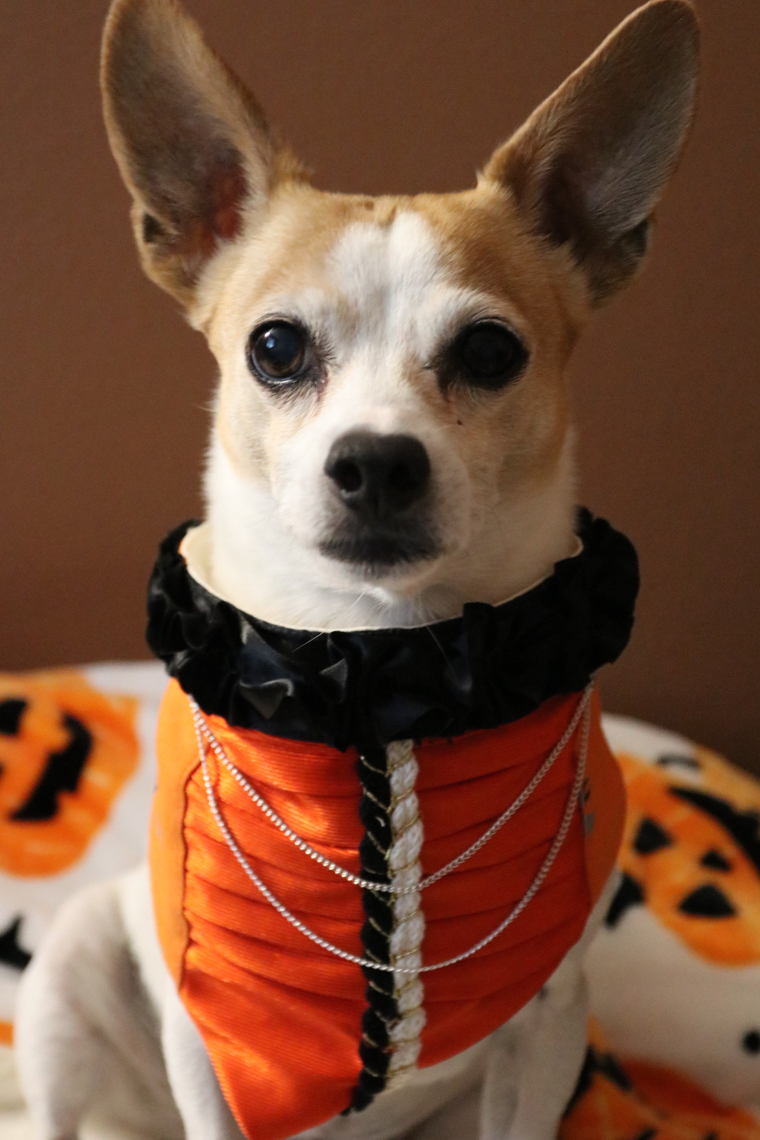 Count Barkula Dog Bandana
