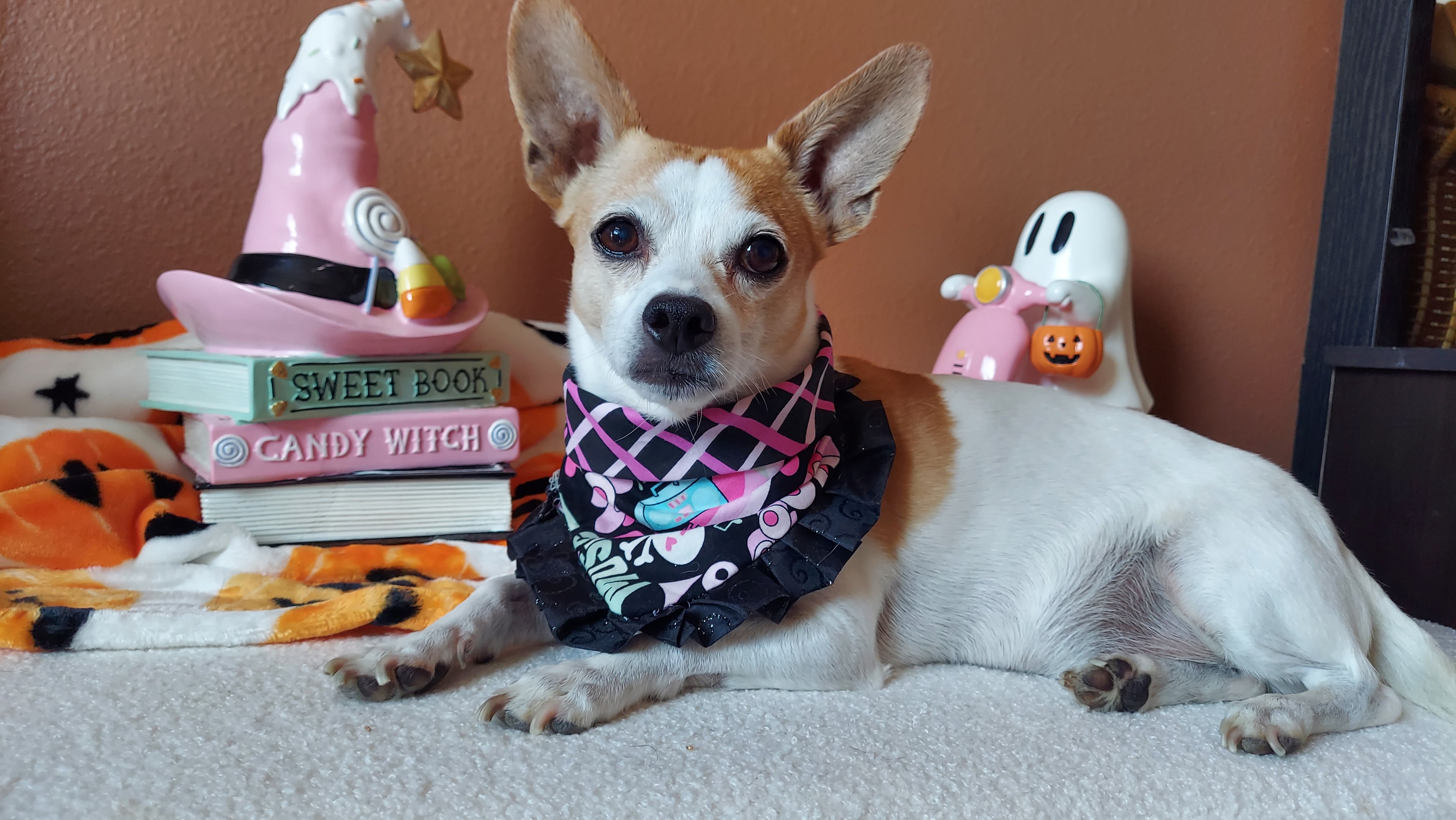 Bark n Roll Dog Bandana