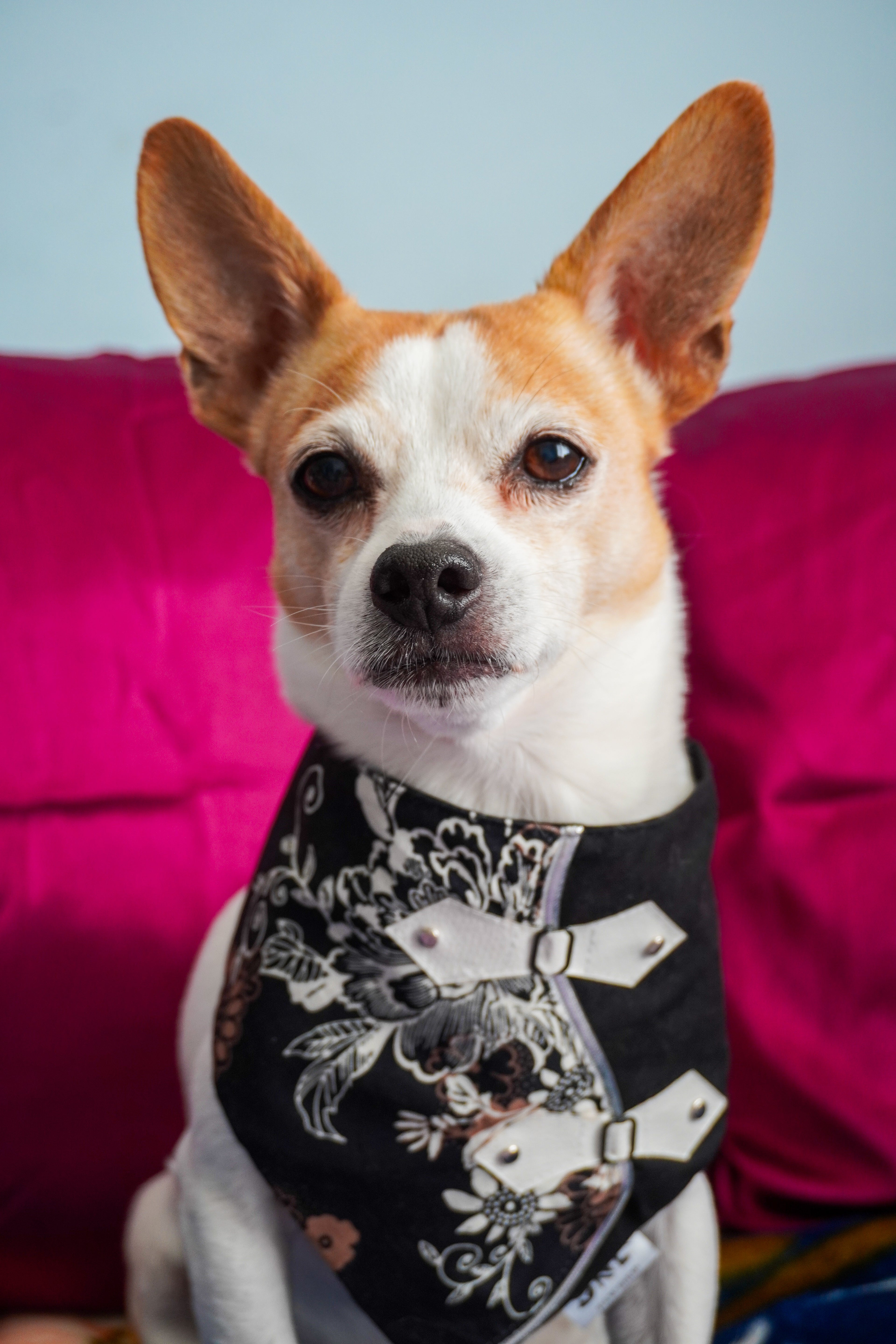 Moonshadow Lunar New Year Dog Bandana