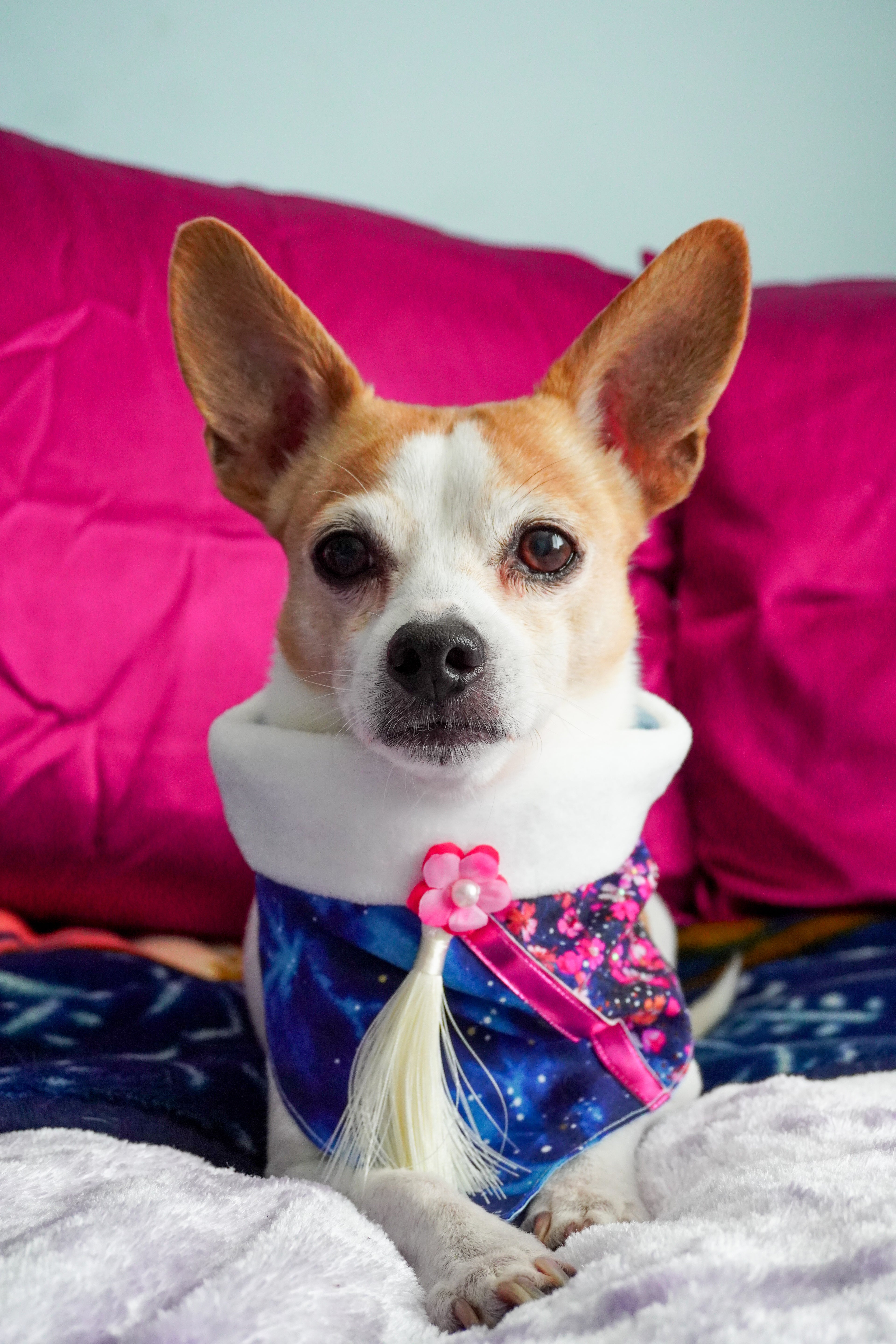 Midnight Blossom Lunar New Year Dog Bandana