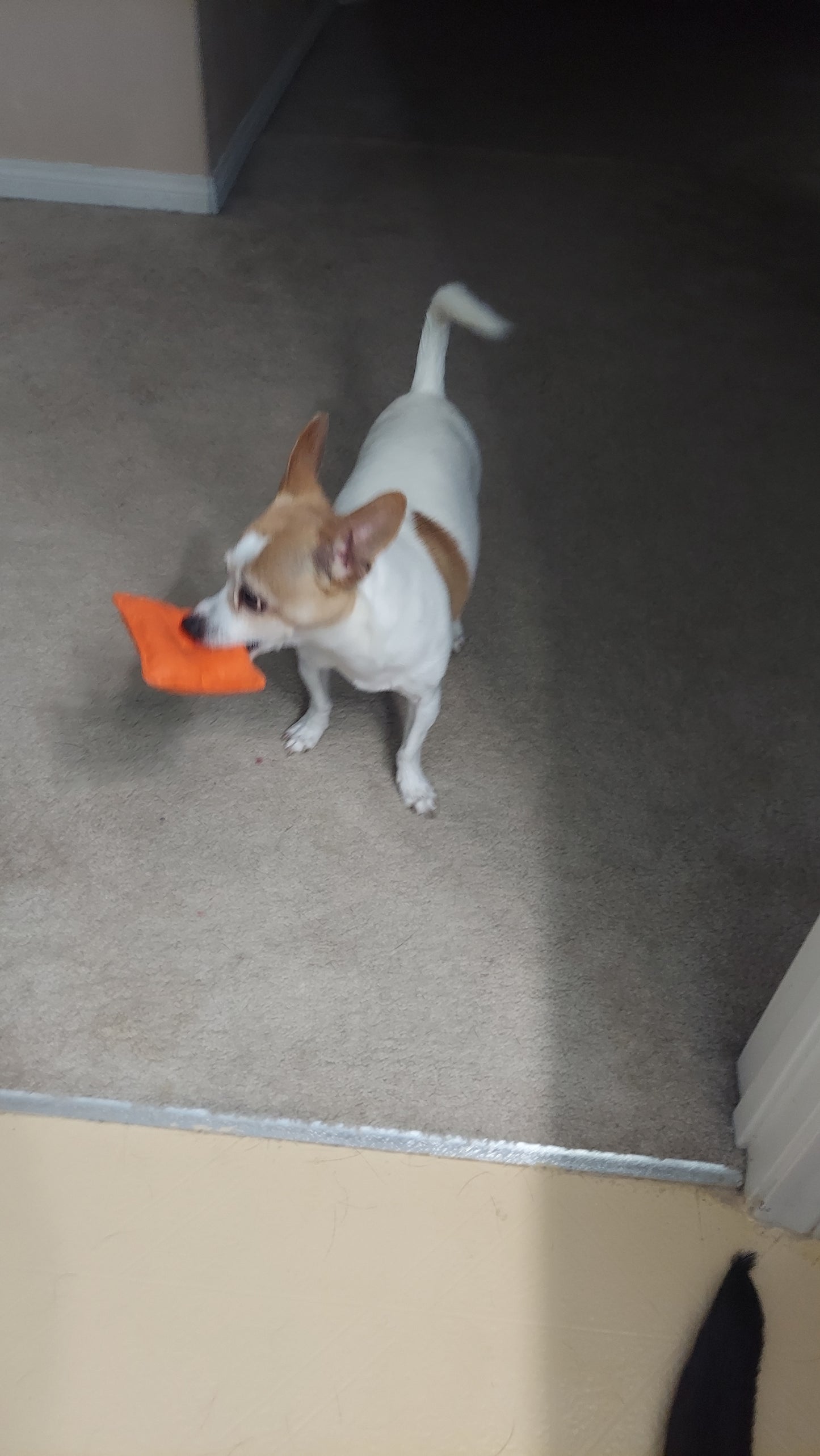 Cheese cracker dog toy