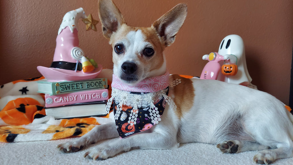 Midnight Harvest Dog Bandana