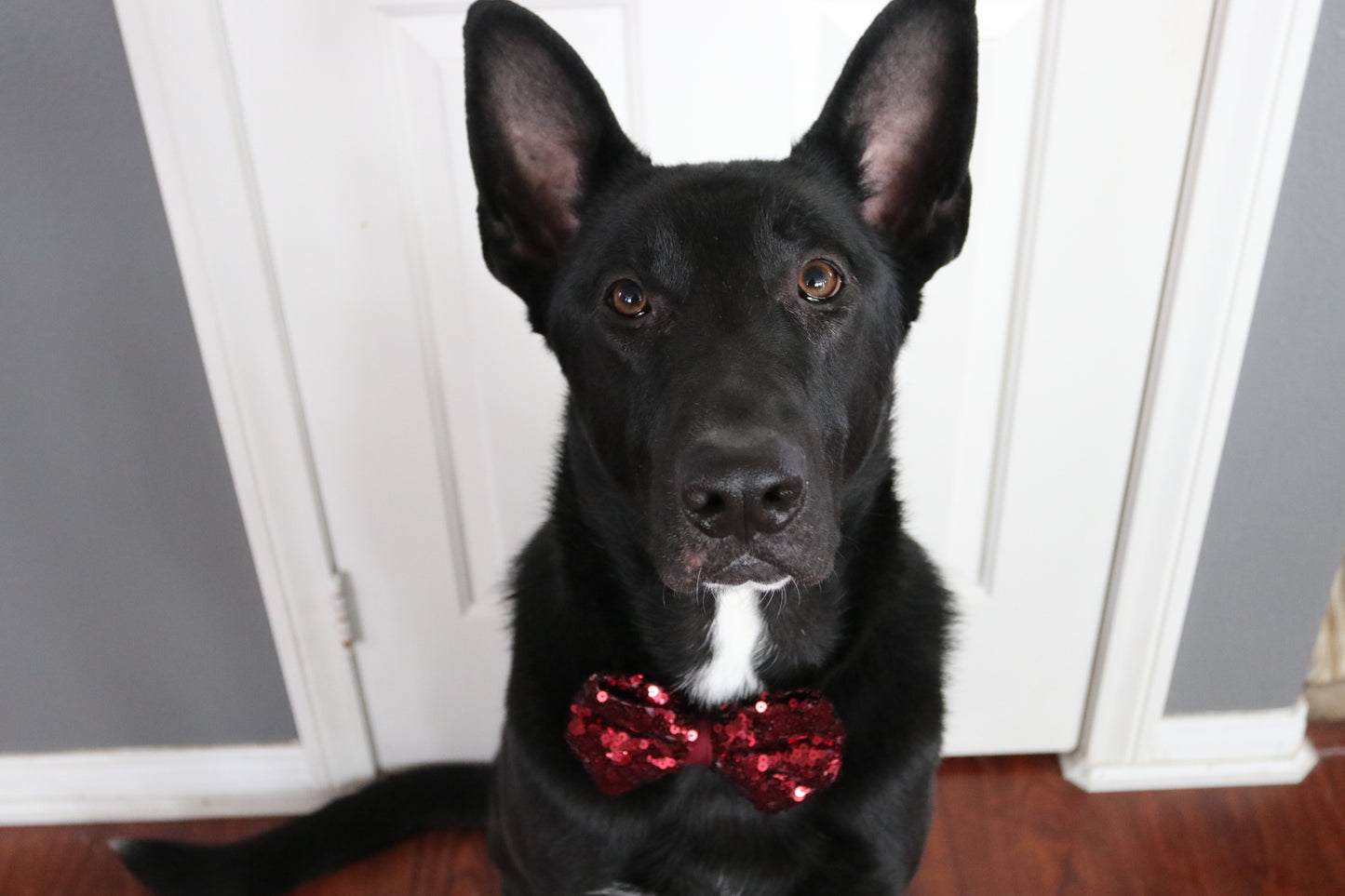 Velvet and Sequin Red Bows