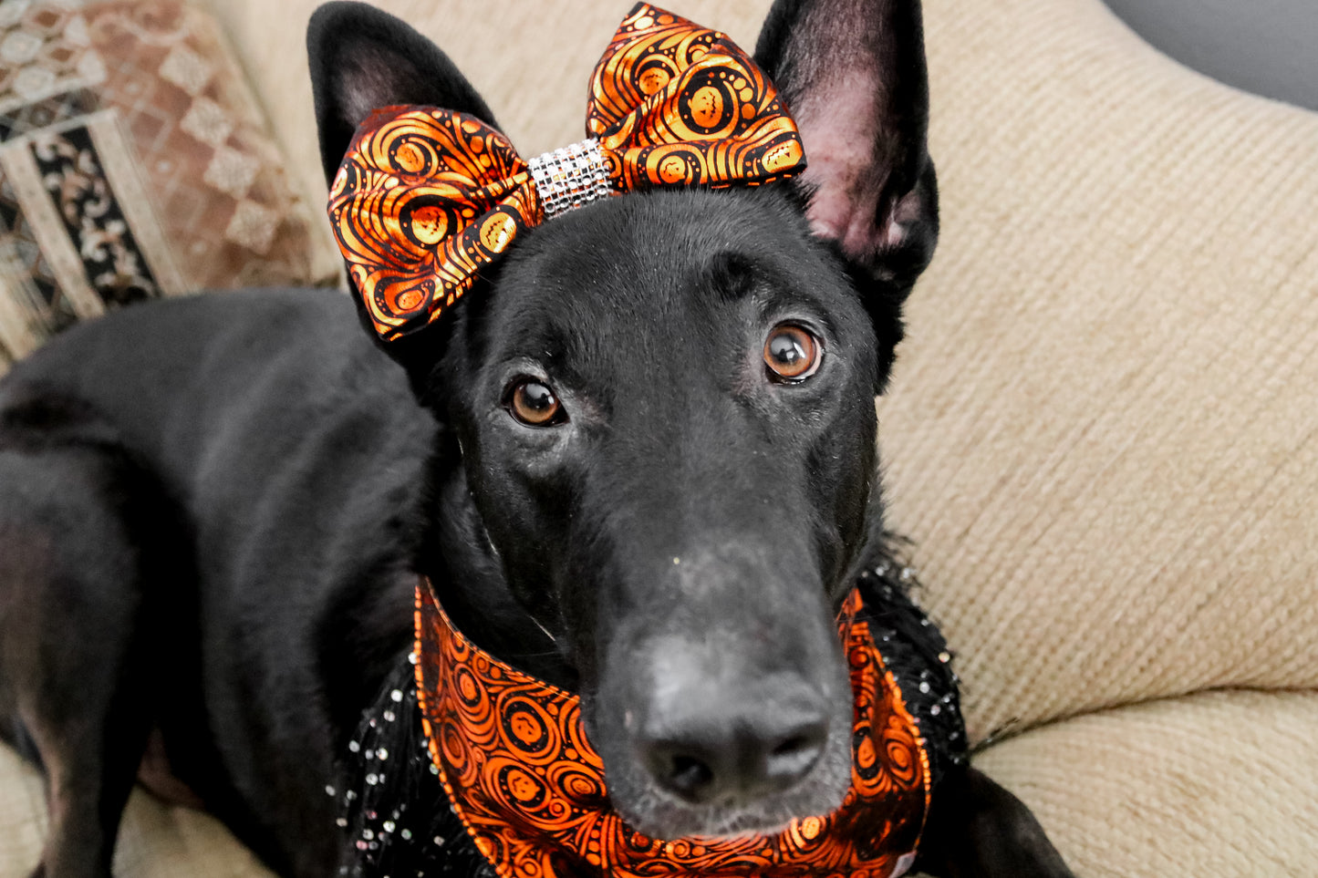 Pumpkin elegance Bow