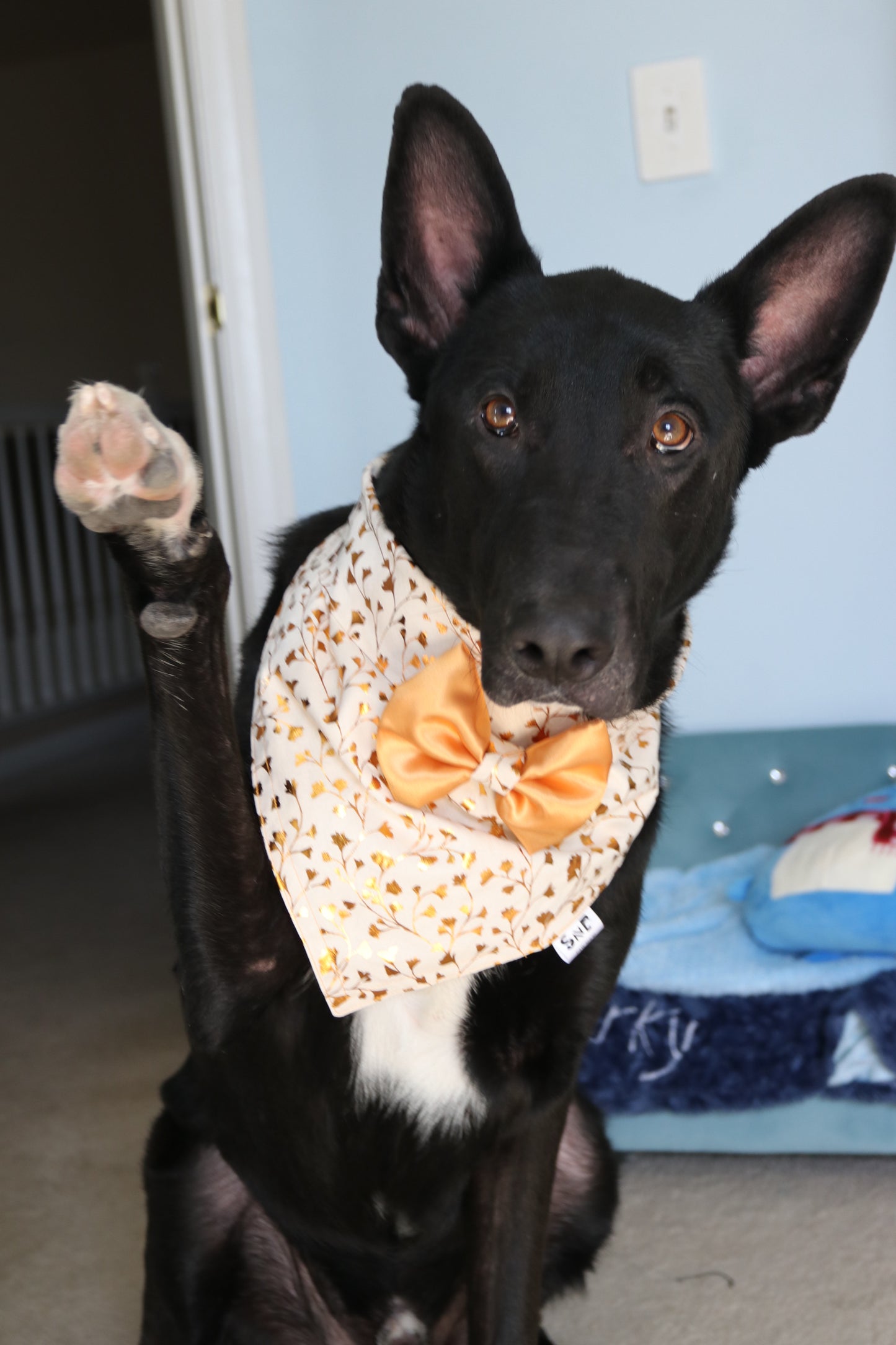 Golden Dog Bandana