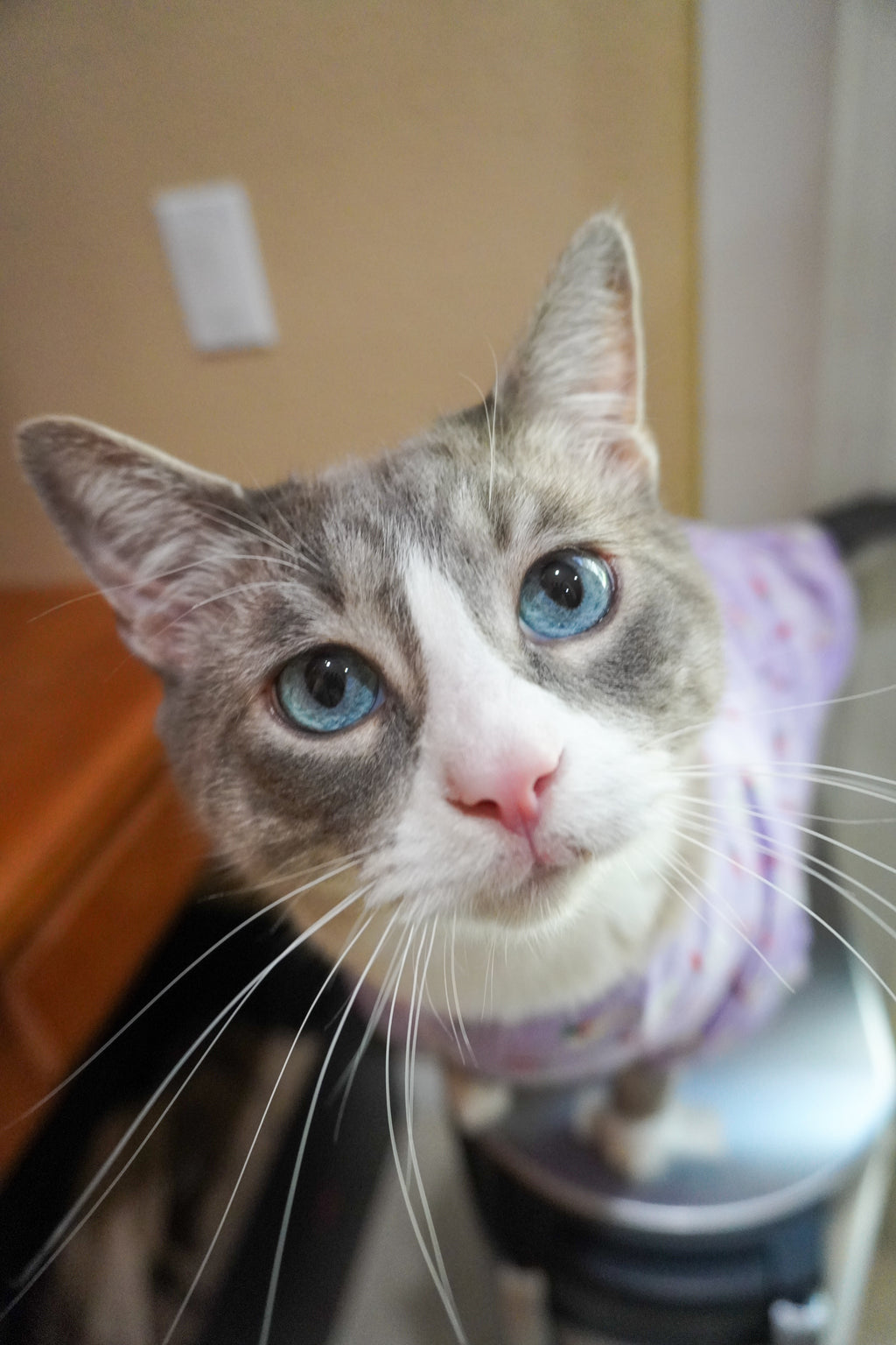 Easter Bunny Pet PJ