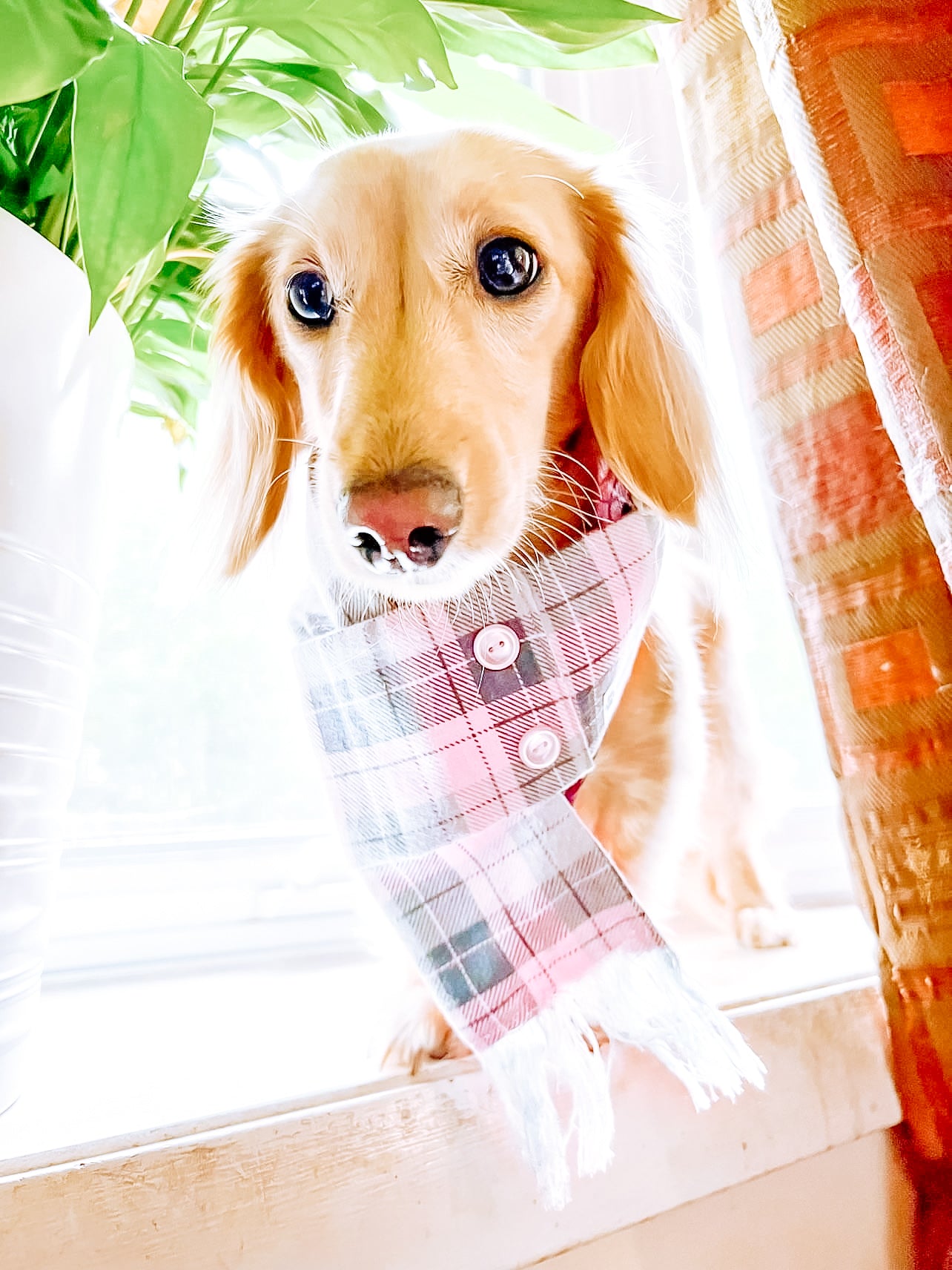 PINK Plaid