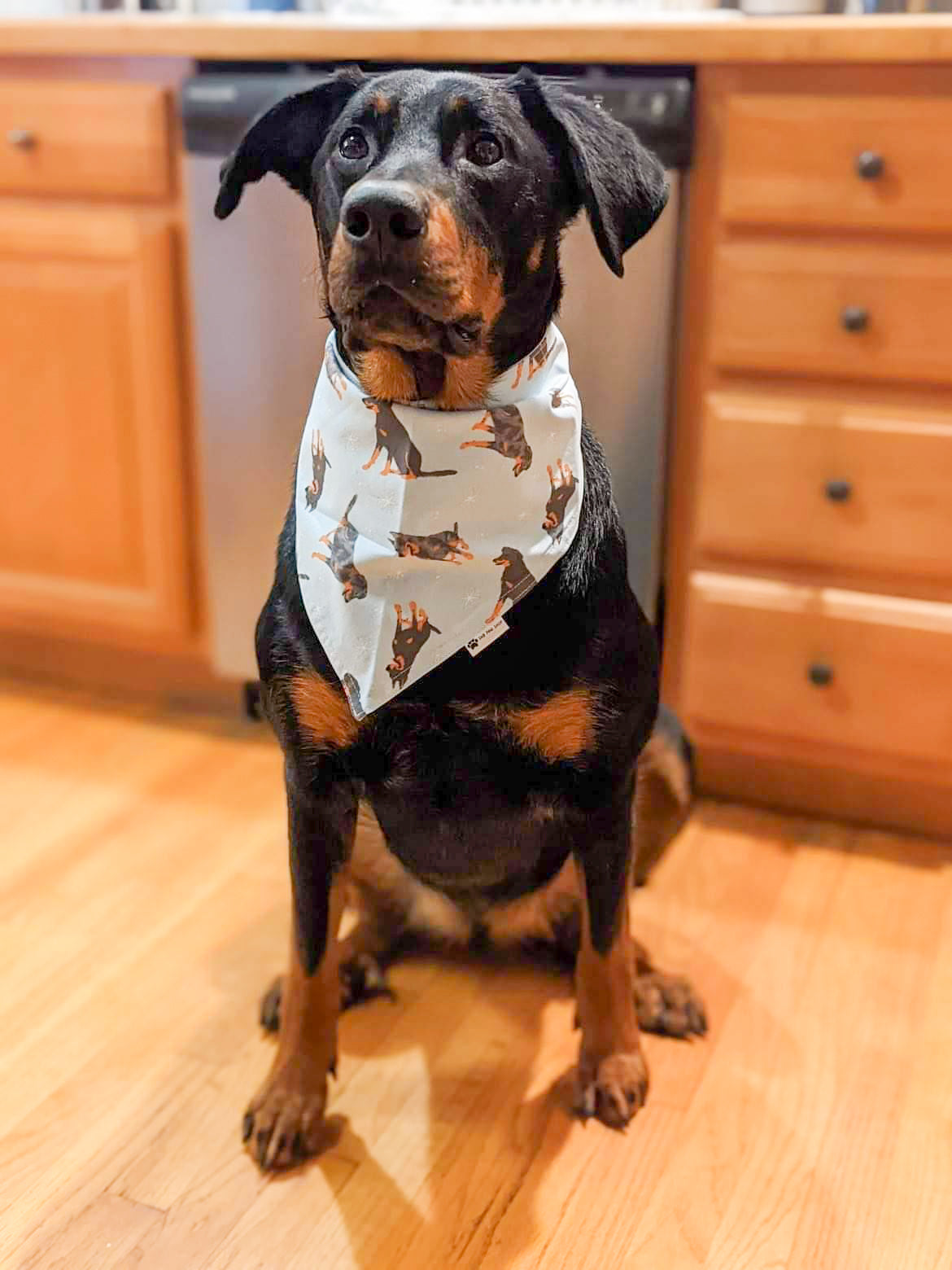 Korra