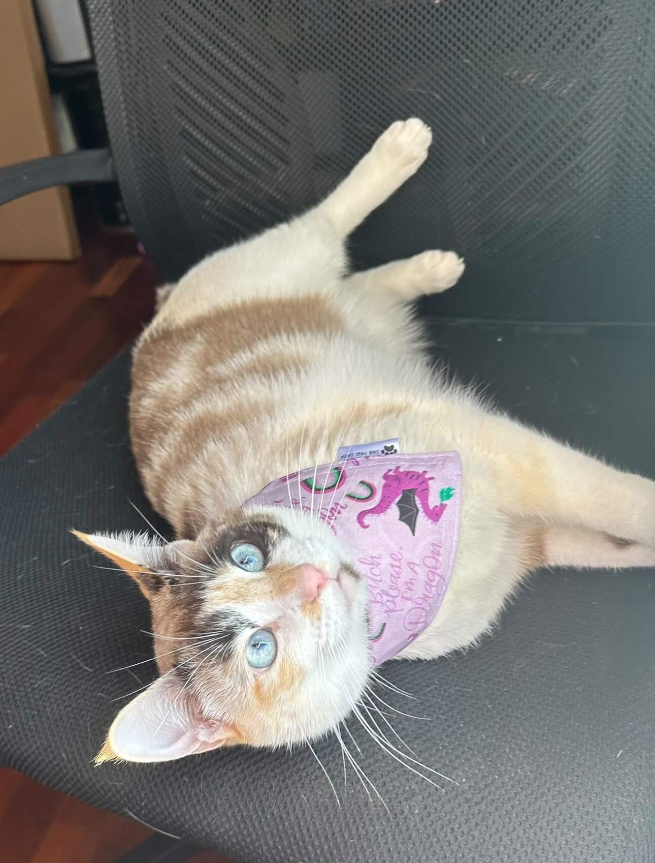 I'm a Dragon