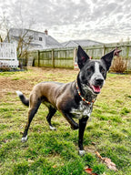 Woods & Streams Necklace