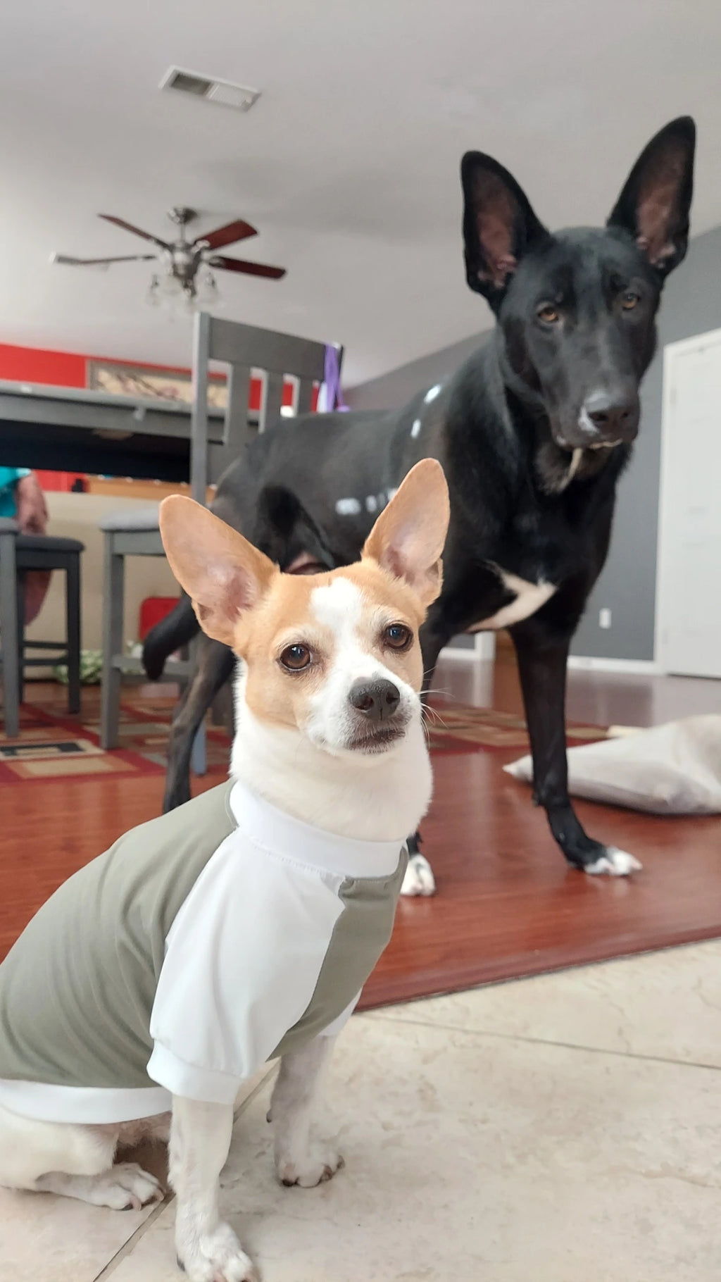 Green n white Dog PJ