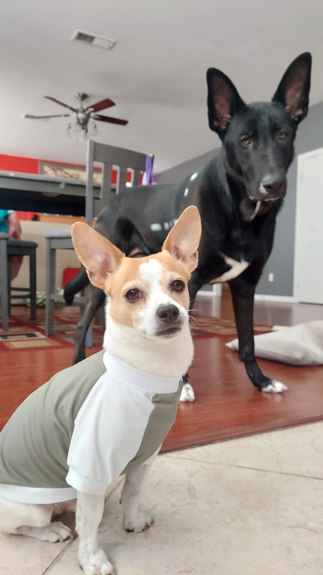 Green n white Dog PJ