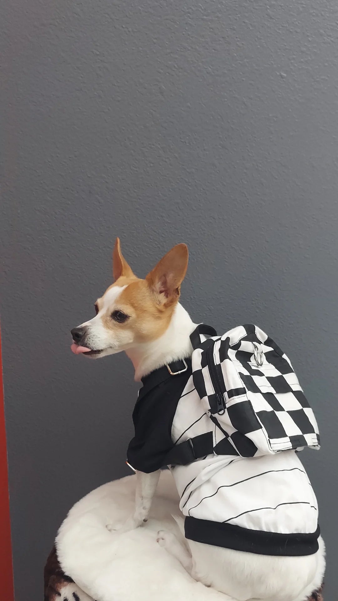 Checkered Checks Dog/Human Backpack