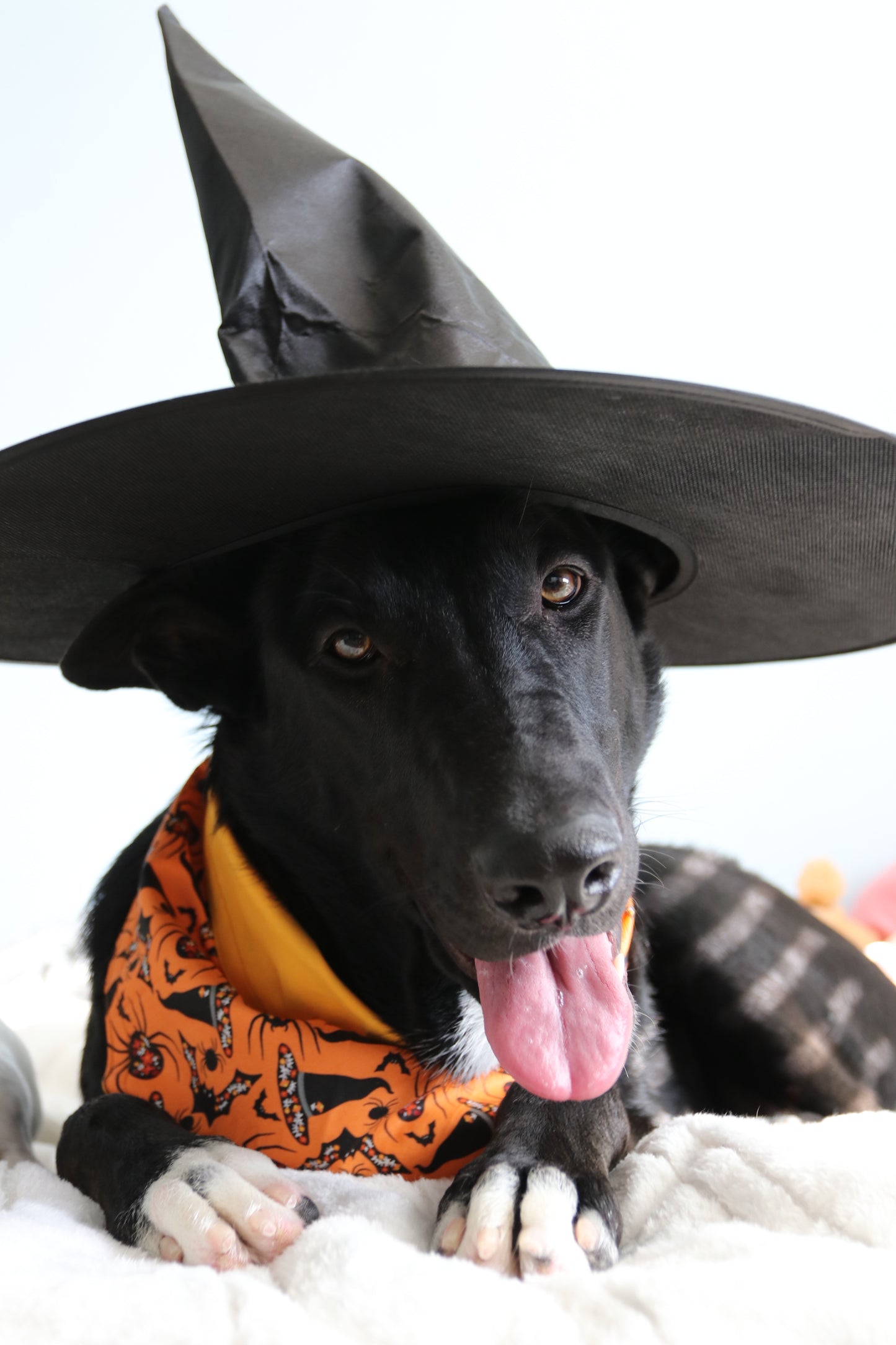 100% that Witch Dog Bandana