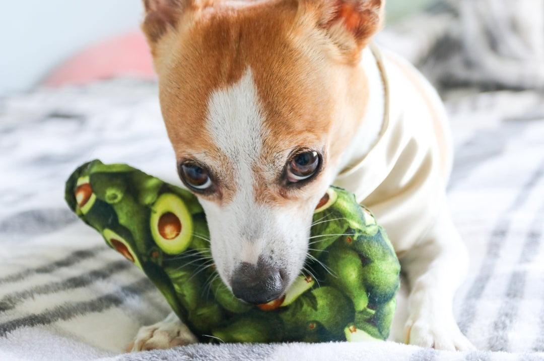 Avocado dog toy