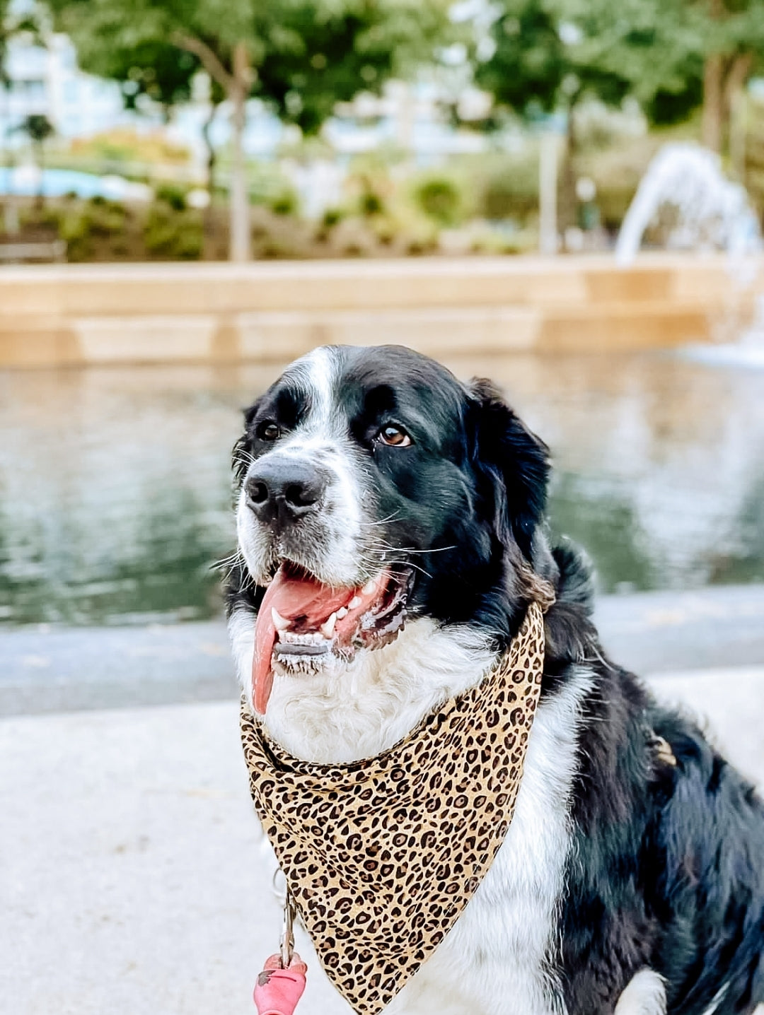 Leopard Fashion