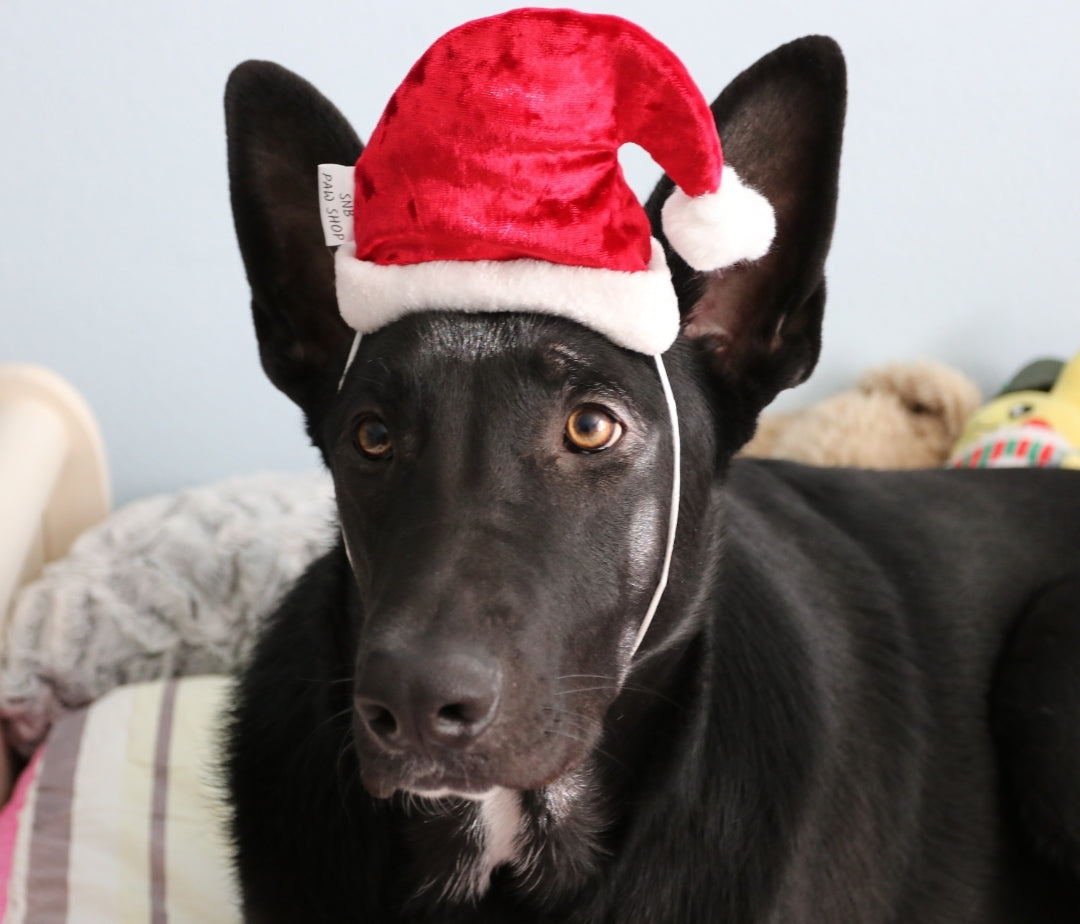 Santa & Elf hats