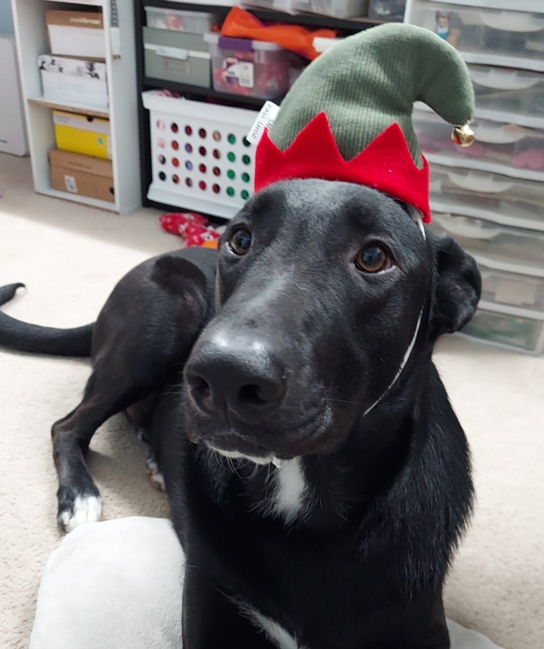 Santa & Elf hats