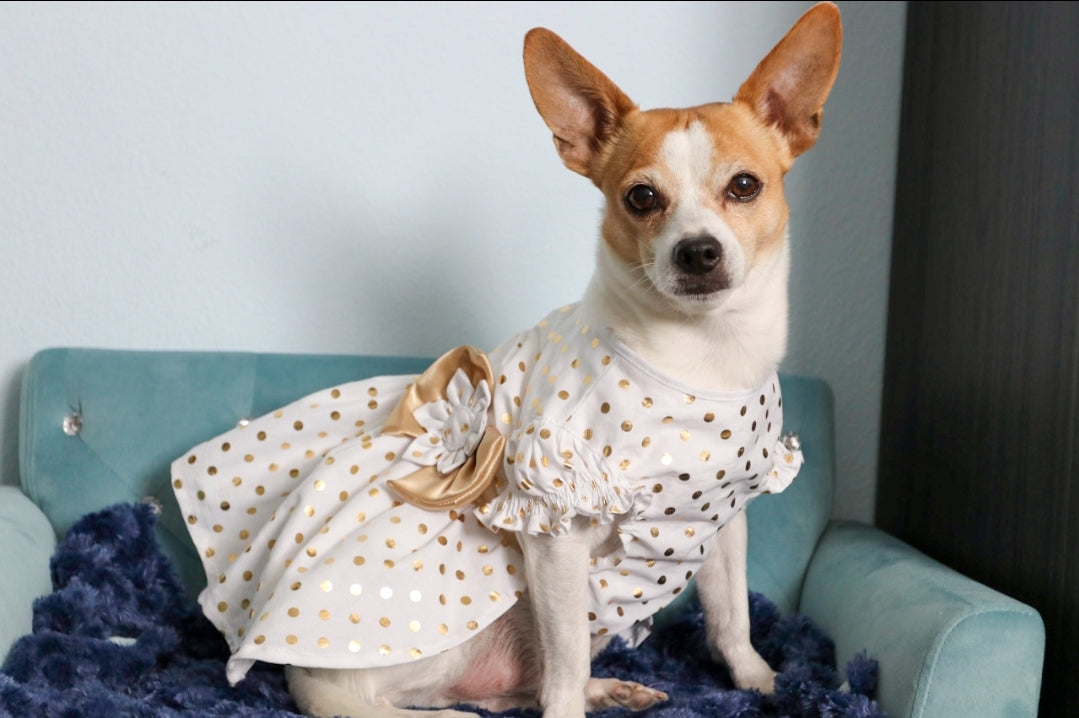 The One Dog Dress
