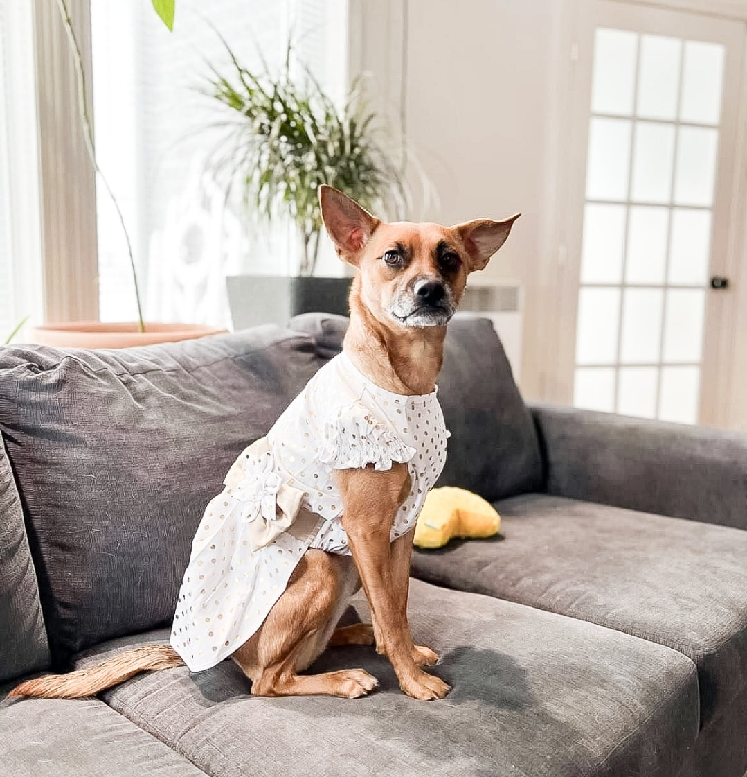 The One Dog Dress