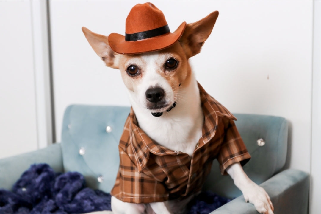 Dog 2024 plaid shirt