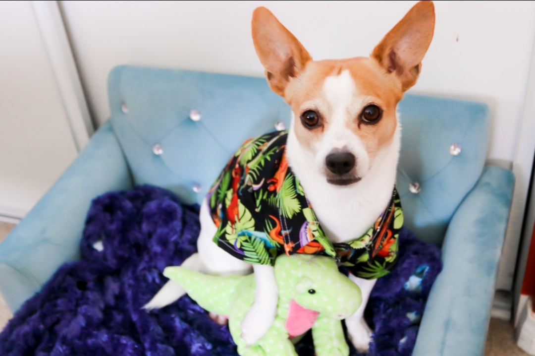 Dino Dog Shirt
