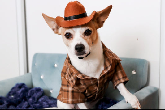 Brown Plaid Dog Shirt