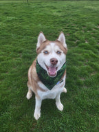 Tropical Gold - Zen Garden Collection