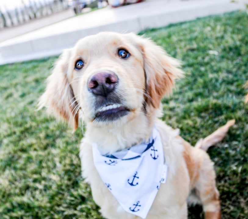 Ahoy Dog Bandana
