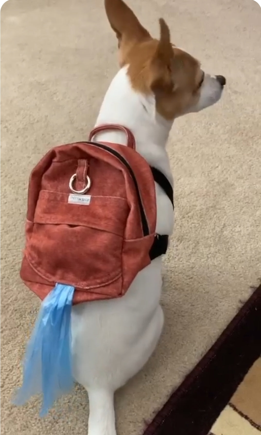 Sienna Suede Dog/Human Backpack