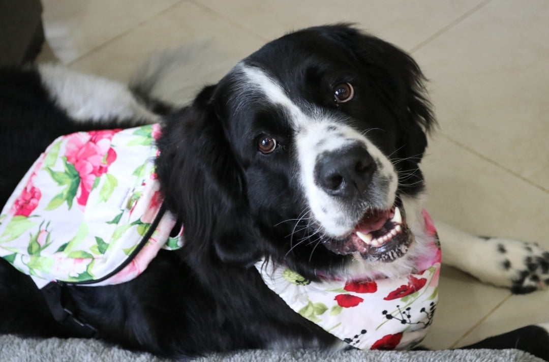 Floral Garden Dog/Human Backpack