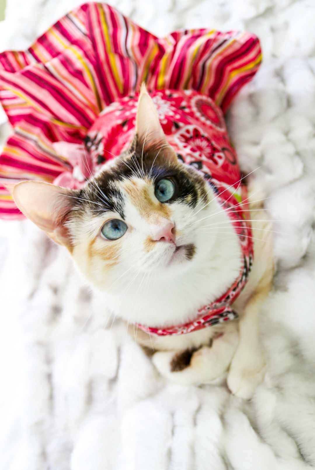 Pink Sprinkles Dog Dress