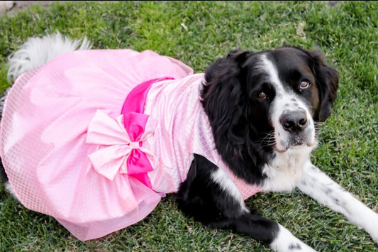 Pretty Lady Dog Dress