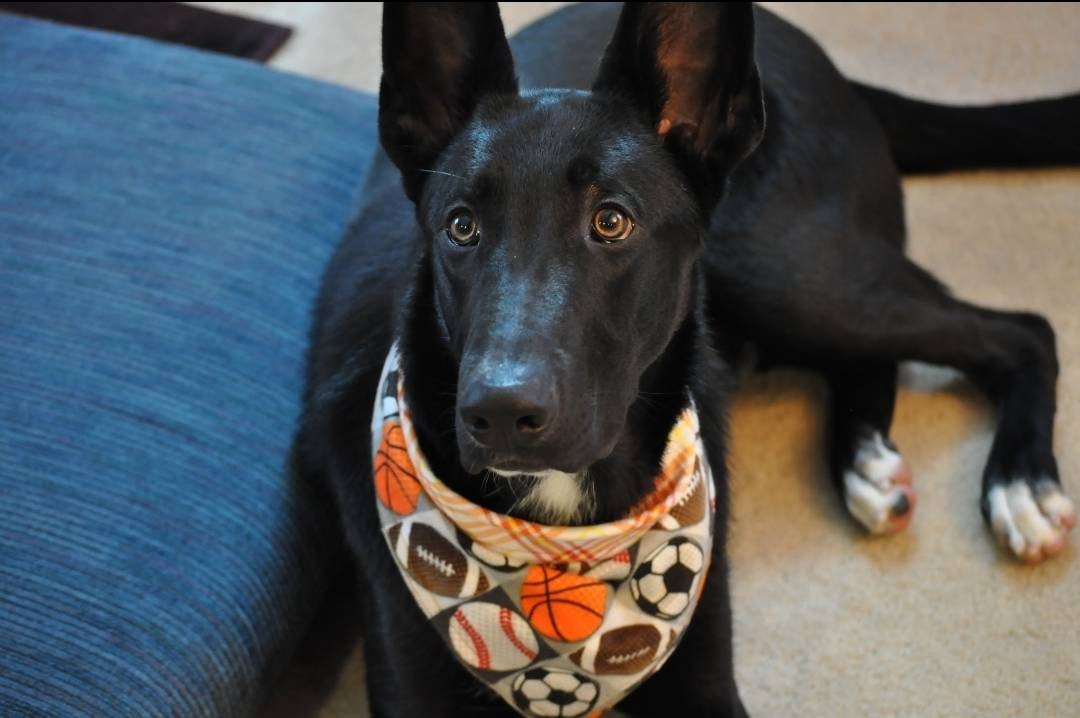 Ball is Life Dog Bandana