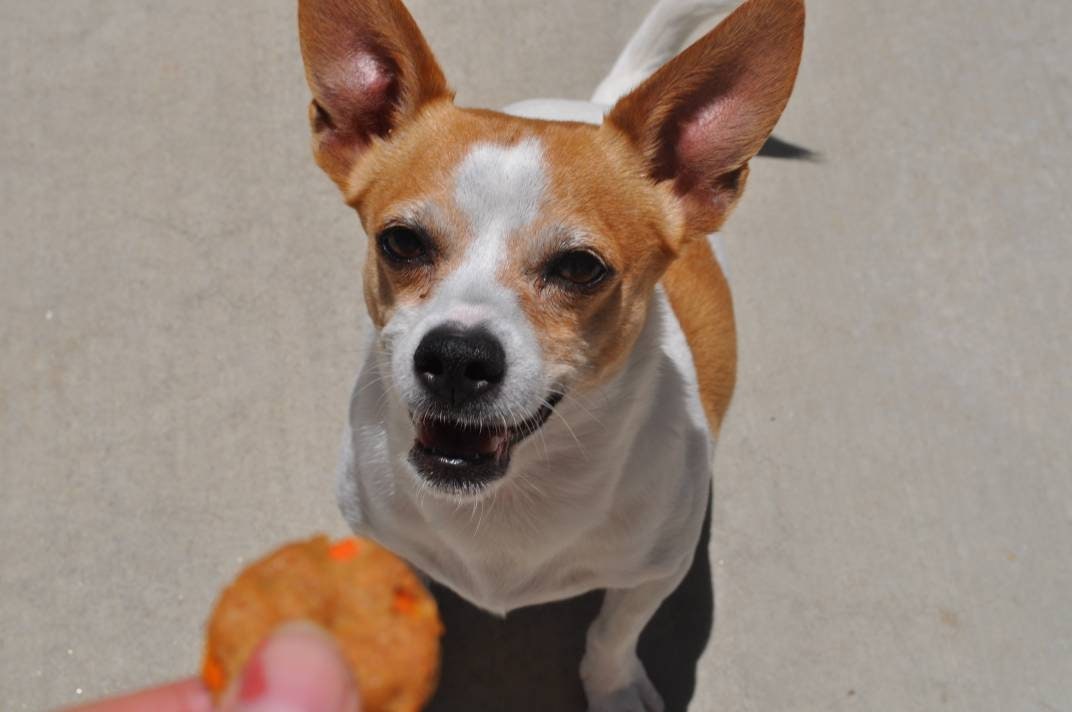 Peanut Butter Carrot Dog Cookies