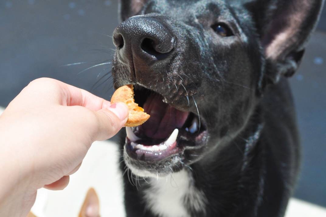 Peanut Butter Carrot Dog Cookies