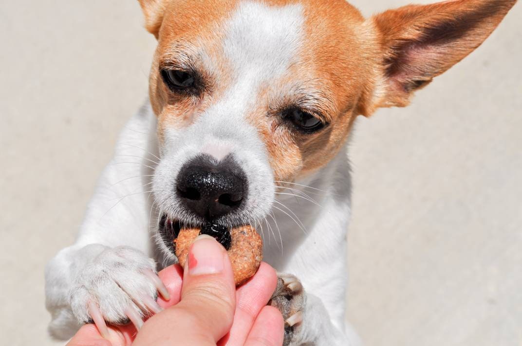 Blueberry & Strawberry PB Dog Cookies (US Shipping Only)