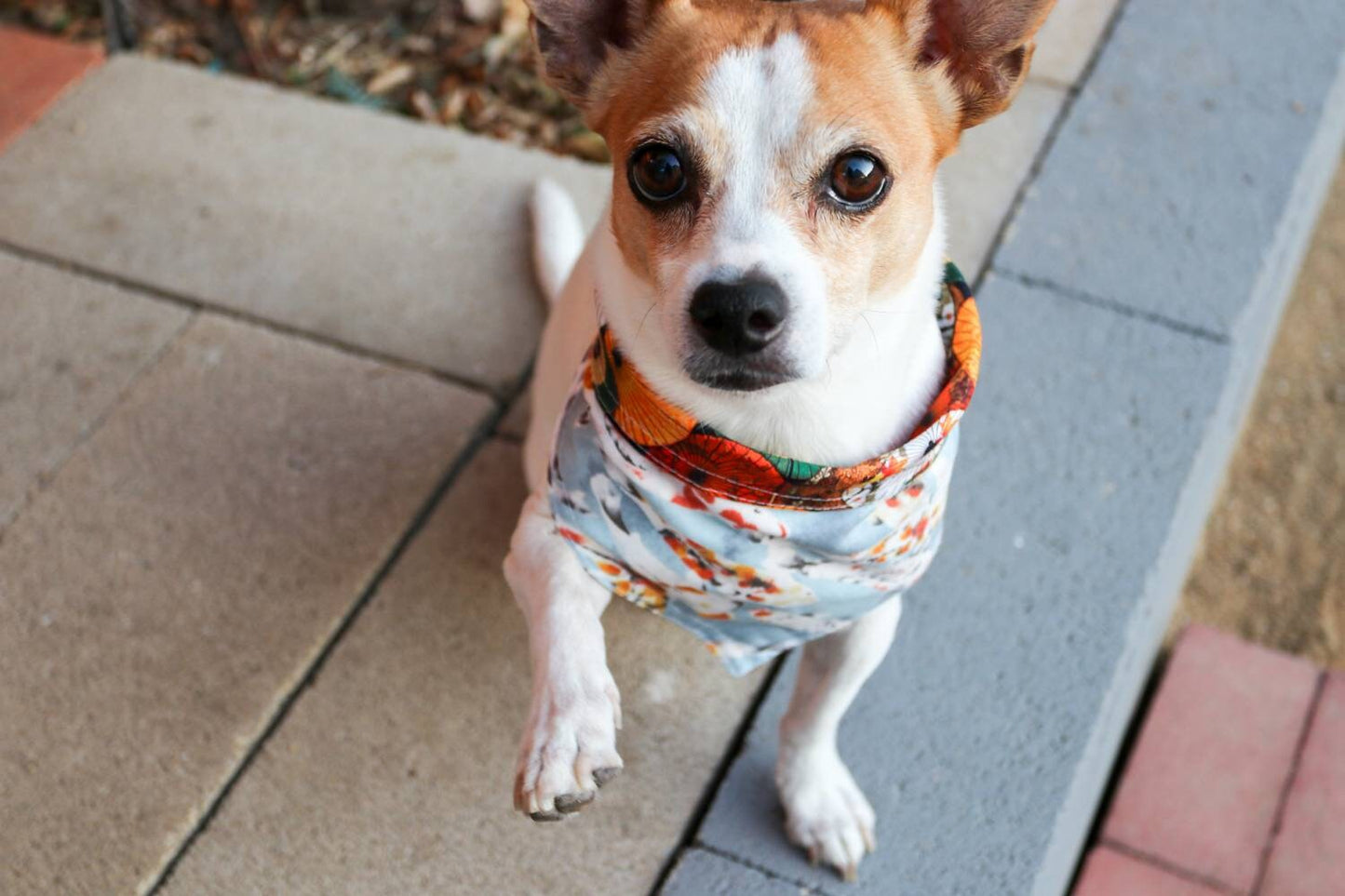 Zen Garden Collection/ Koi fish Pond/ Pet bandana/ Pet neckwear/ Dog/ Cat