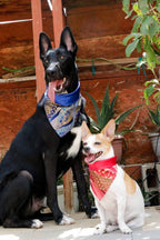 Golden Creation - Zen Garden Collection