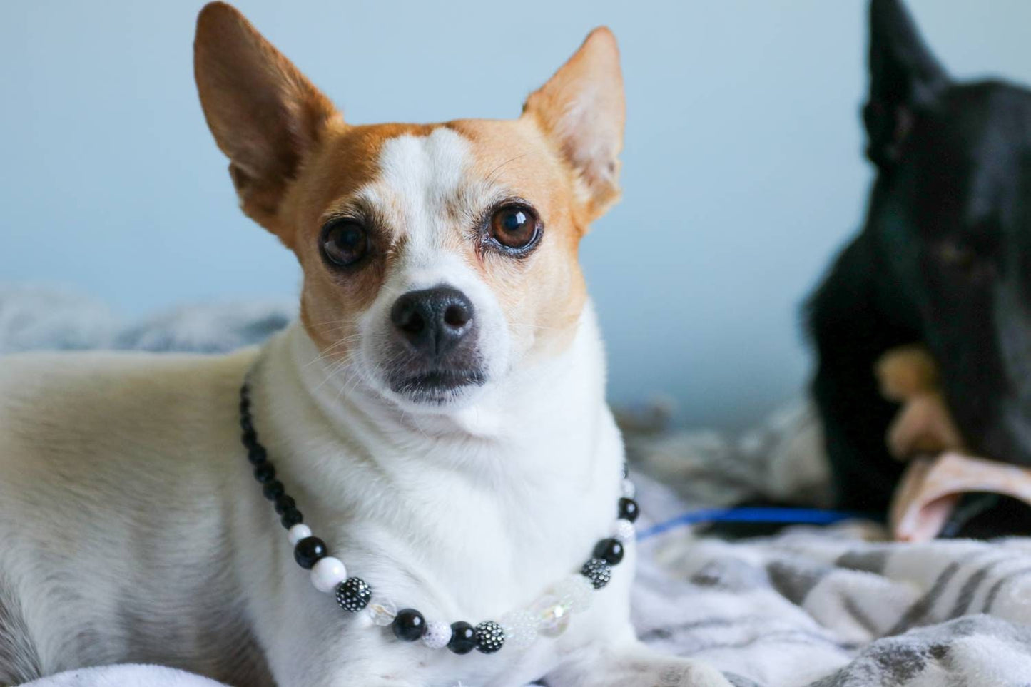 Back and White Sparkle Necklace