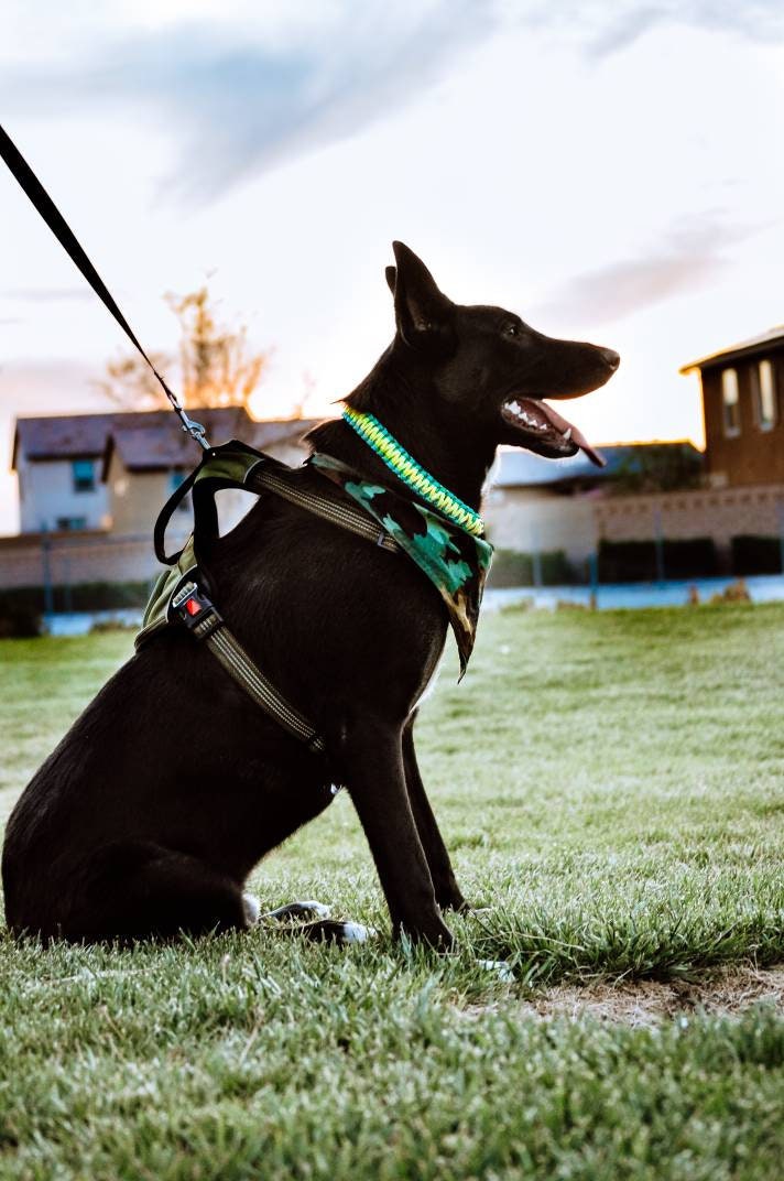 Mystery Van - Paracord Collar